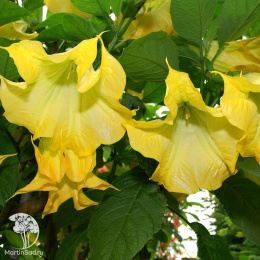 Бругмансия Аромагия желтая 