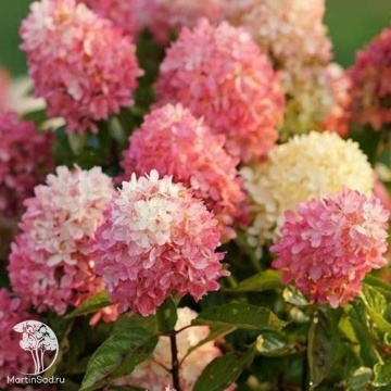 Фото Гортензия метельчатая Тач оф Пинк