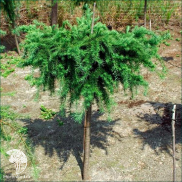 Фото Лиственница европейская Литл Богл на штамбе