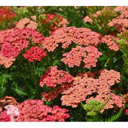 Achillea Tutti Frutti Apricot Delight Тысячелистник Тутти Фрутти Эприкот Делайт