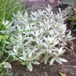 Мята Серебристая