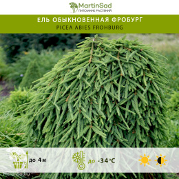 Ель обыкновенная Фробург