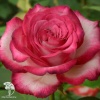 Роза чайно-гибридная Хайлендер фото 1 