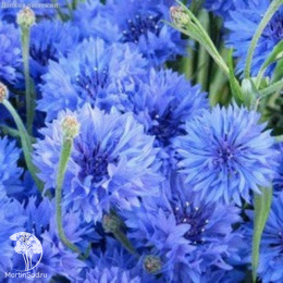 Василек Лагуна, синий