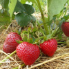 Клубника Сельва фото 1 