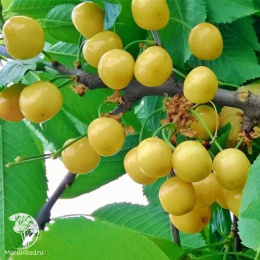Черешня Золотая