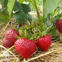 Клубника Сельва