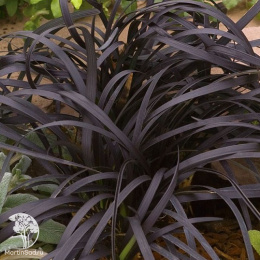 Офиопогон плоскострелый Нигресенс