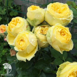 Роза флорибунда Каталина