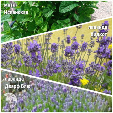 Фото Набор для чая мята Испанская + лаванда Хидкот + лаванда Дварф Блю