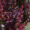 Барбарис Тунберга (Berberis thunbergii) фото 7 