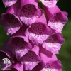 Наперстянка пурпурная Далматиан Пурпл фото 1 