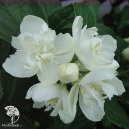 Чубушник Эльбрус