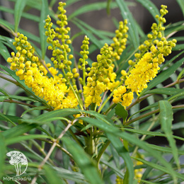 Магония прицветниковая Свит Винтер