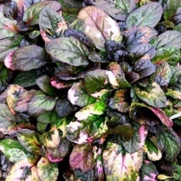 Ajuga reptans Rainbow Живучка ползучая Рэйнбоу