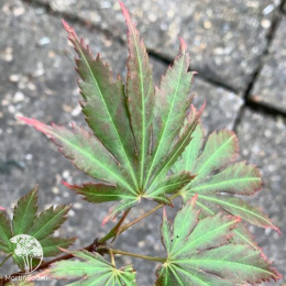 Клён Ширасавы Джохин