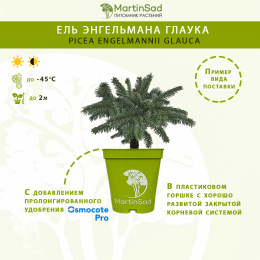Ель энгельмана Глаука
