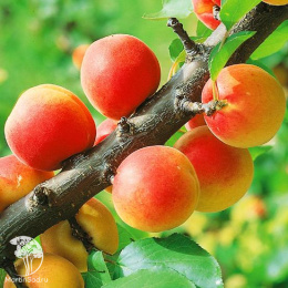 Абрикос обыкновенный Краснощекий + Чемпион Севера