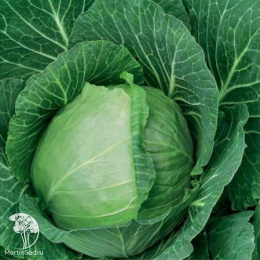 Капуста б/к Славянка +Лук репчатый Былина  серия Дуэт Хорошие соседи