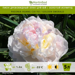 Пион древовидный Хуан Цуй Юй / Золотой изумруд