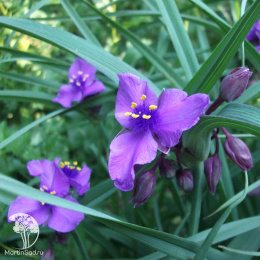 Традесканция Андерсона Конкорд Грейп