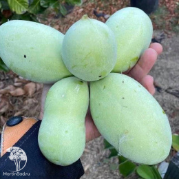 Азимина трехлопастная Санфлауэр