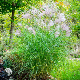 Мискантус Грациелла