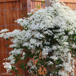 Клематис Маньчжурский