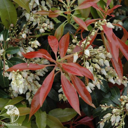 Пиерис японский Скарлет О'Хара