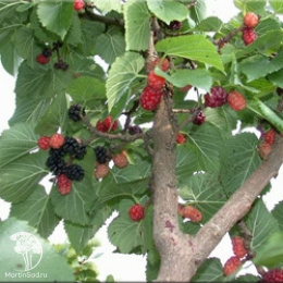Шелковица чёрная