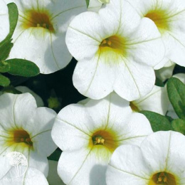 Калибрахоа Каблум F1 белая