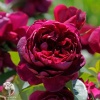 Роза чайно-гибридная Аскот фото 1 