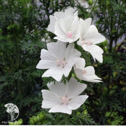 Мальва мускусная Альба