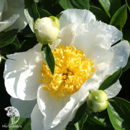 Пион травянистый Ян ван Левен