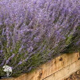 Перовския лебедолистная Блюзетт