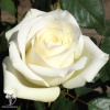 Роза чайно-гибридная Анастасия фото 3 
