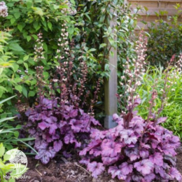 Сверхвыгодный микс! Гейхера Плам Рояль + Гейхера Шанхай + Гейхера Венус