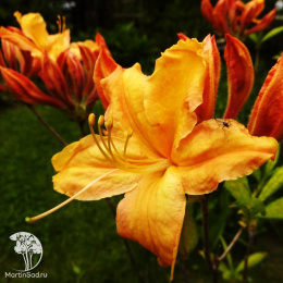 Азалия Голден Лайтс