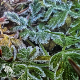 Хрустальная травка Иней