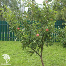 Сверхвыгодный комплект! Яблоня Мельба + опылитель яблоня Антоновка