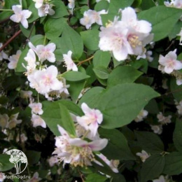 Чубушник гибридный Необычный