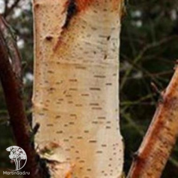 Берёза Сентинель Даргент