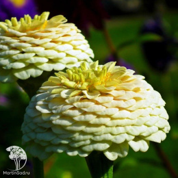 Цинния георгиновидная "Фэнтези" F1 Белый Антик