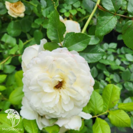  Роза Майрас Вайт