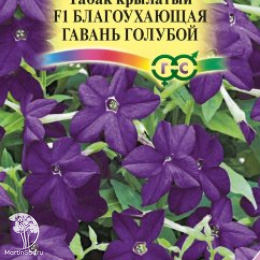 Табак Благоухающая гавань голубая F1 душистый (серия Сад ароматов)