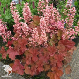 Сверхвыгодный микс! Гейхера Пинк Перлз + Гейхера Джорджия Плам + Гейхера Отумн Ливз