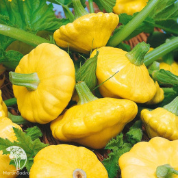 Патиссон Летающая тарелка + Солнышко (Серия Дуэт)