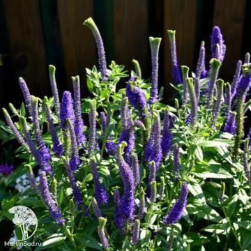 Фото Вероника колосковая Кристата