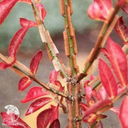 Бересклет крылатый Компактус