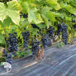 Виноград Мускат Блау